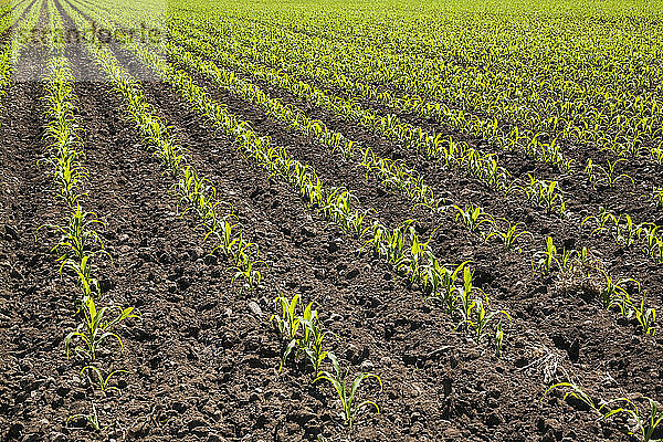 Field with rows of Zea mays  Corn crop seedlings in late spring  Quebec  Canada  North America