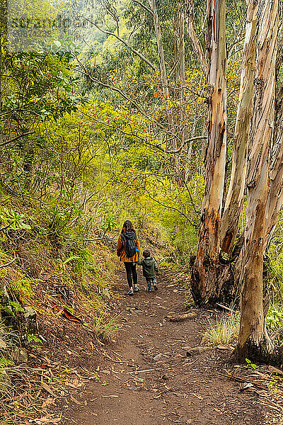 A mother with her son on a path in the Laurisilva forest of Los tilos de Moya  Gran Canaria