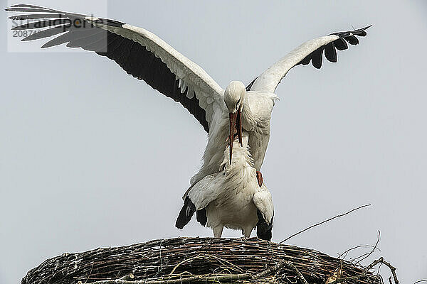 White storks (Ciconia ciconia)  mating  Emsland  Lower Saxony  Germany  Europe