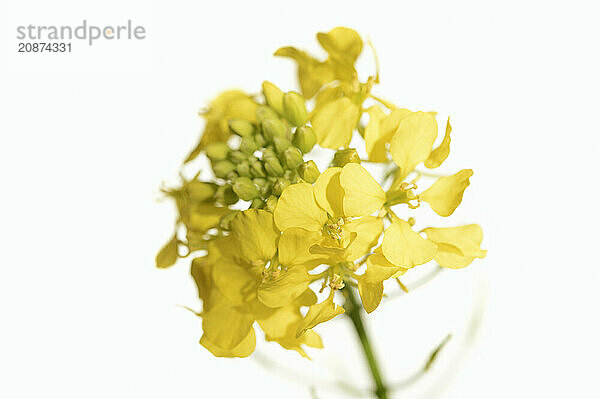 White mustard or yellow mustard (Sinapis alba  Brassica alba)  flowers against a white background  North Rhine-Westphalia  Germany  Europe