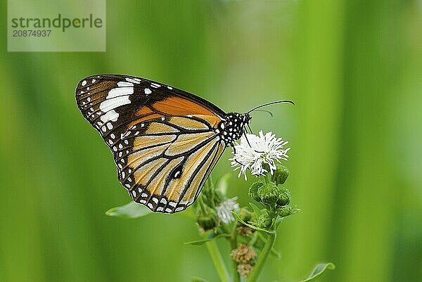 Butterfly (Danaus chrysippus) with orange and black wings rests on a white flower against a green background  Taoyuan  Taiwan  Asia