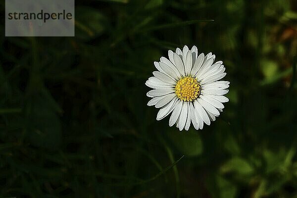 Common daisies (Bellis perennis) Close-up of a flower in a meadow with dark background  Wilnsdorf  North Rhine-Westphalia  Germany  Europe