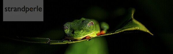 Red-eyed tree frog (Agalychnis callidryas) on a leaf  macro photograph  black background  Tortuguero National Park  Costa Rica  Central America