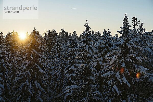 Early morning at snowy forest. Fabulous winter landscape- sunrise at fir forest covered with snow