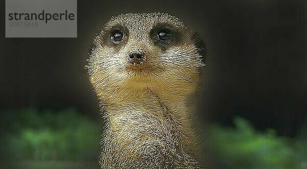 Close-up portrait of a meerkat (Suricata suricatta) with a dark background and green foliage.Belarus