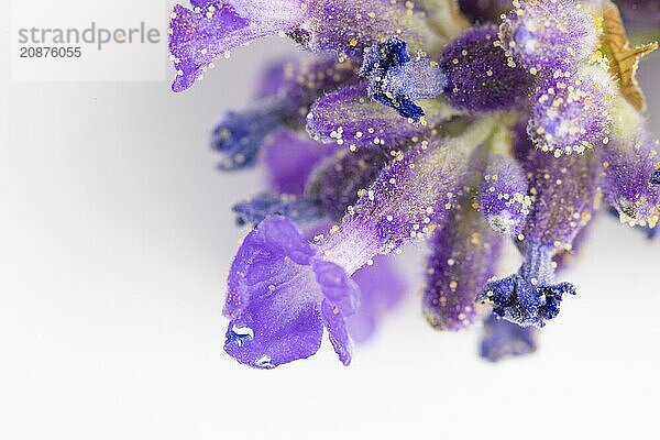 Close-up of purple lavender (Lavandula) with visible pollen on a white background