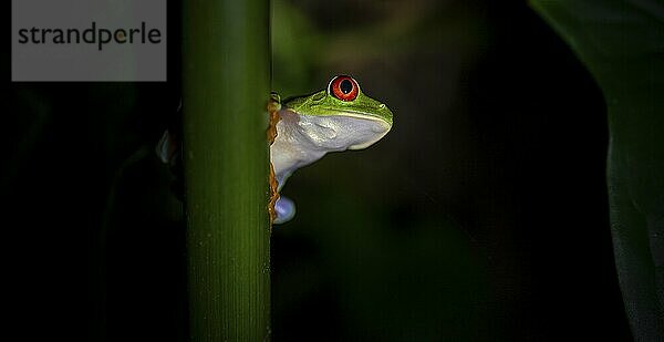 Red-eyed tree frog (Agalychnis callidryas) on a leaf  macro photograph  black background  Tortuguero National Park  Costa Rica  Central America