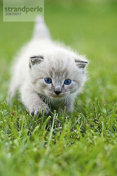 White kitten on the grass. Selective focus