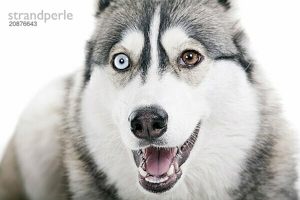 Dog on a white background. Siberian Husky