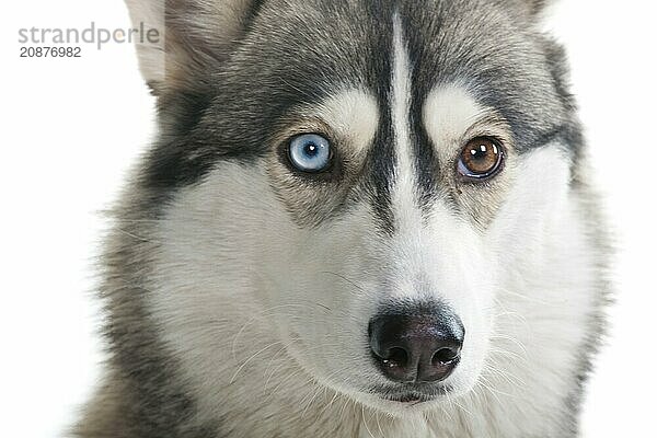 Dog on a white background. Siberian Husky