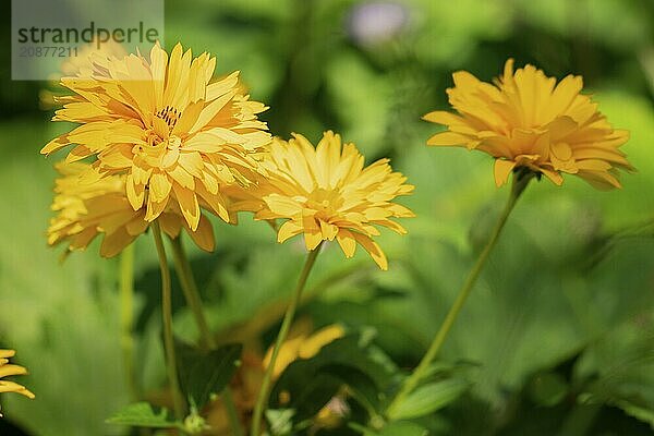 Flowers of the heliopsis in sunlight against a green background  Neunkirchen  Lower Austria  Austria  Europe