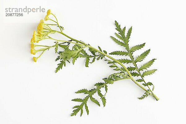 Leaves and flowers of tansy (Tanacetum vulgare) on a white background