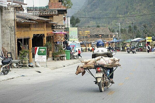 Vietnamese man transporting a live pig on his moped  Ha Giang province  Vietnam  Asia