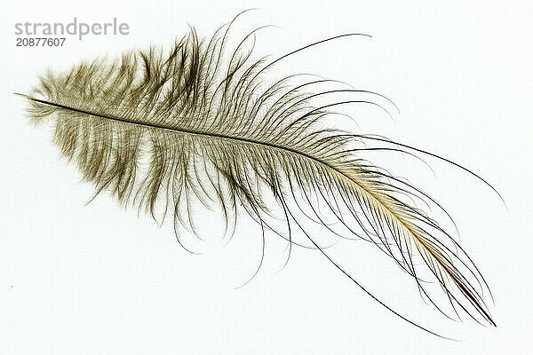 A feather of the North Island brown kiwi  Apteryx mantelli  from New Zealand