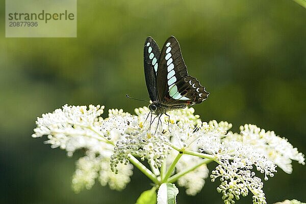 Blue Triangle butterfly (Graphium sarpedon) with brown wings and light blue spots perches on white flowers (Sambucus chinensis Lindl)  Taoyuan  Taiwan  Asia