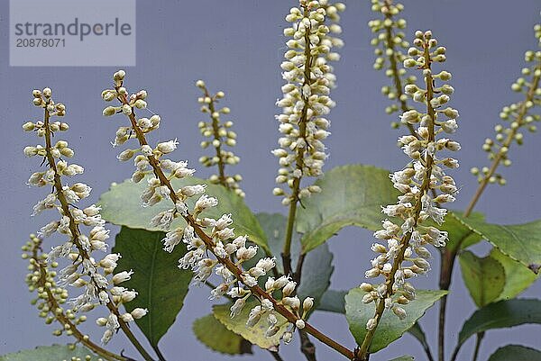 Flowers of New Zealand Weinmannia racemosa  commonly called kamahi  an evergreen small shrub to medium-sized tree of the family Cunoniaceae  against a grey background