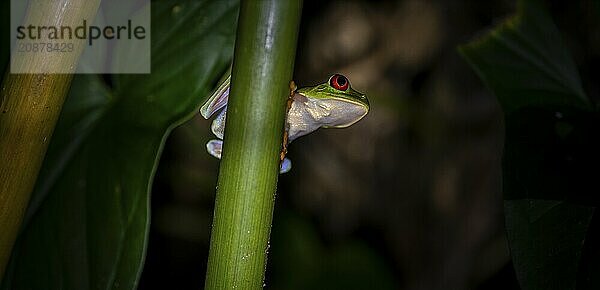 Red-eyed tree frog (Agalychnis callidryas) on a leaf  macro photograph  black background  Tortuguero National Park  Costa Rica  Central America