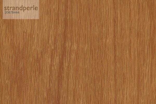 Background of wood grain from White Oak  Quercus alba  from the Eastern United States