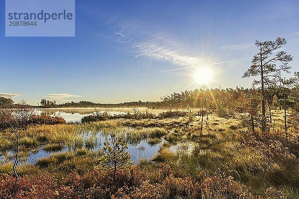 Scenics view at a bog with morning fog and sun rays over the pine forest and beautiful autumn colours  Sweden  Europe