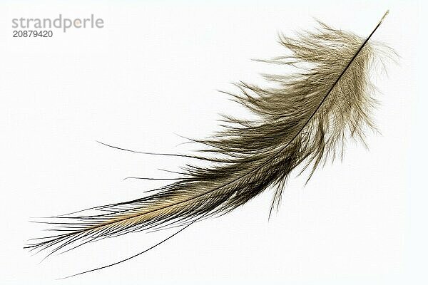 A feather of the North Island brown kiwi  Apteryx mantelli  from New Zealand