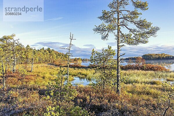 Scenics view at a bog with pine trees by a lake in the nordic wilderness with beautiful autumn colours  Sweden  Europe