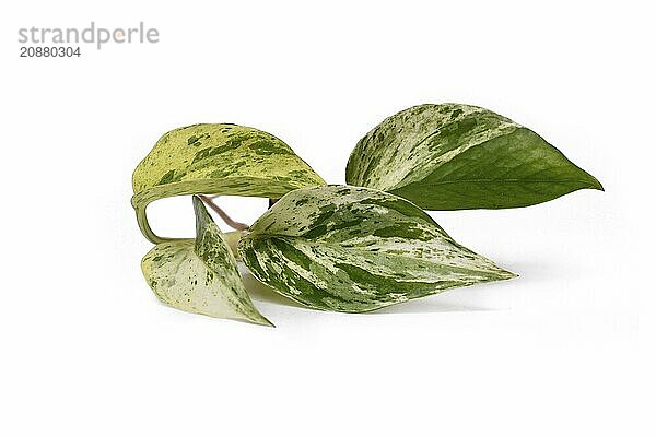 Plant cutting of Epipremnum Aureum Marble Queen houseplant with green leaves with white sprinkles on white background