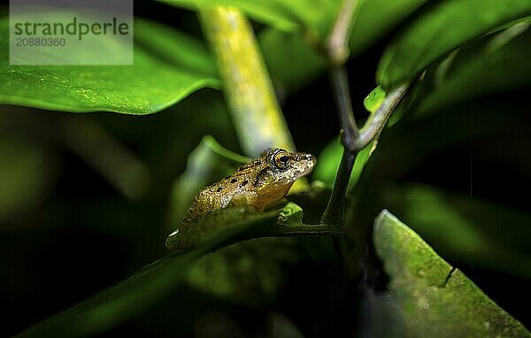 Fitzinger's Dink Frog (Craugastor fitzingeri) on a leaf  macro photograph  black background  Tortuguero National Park  Costa Rica  Central America