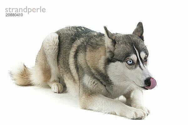 Dog on a white background. Siberian Husky