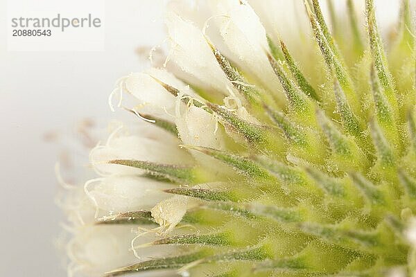 Close-up  inflorescence of the weavers card (Dipsacus sativus)  white background