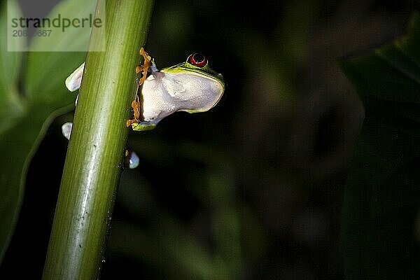 Red-eyed tree frog (Agalychnis callidryas) on a leaf  macro photograph  black background  Tortuguero National Park  Costa Rica  Central America