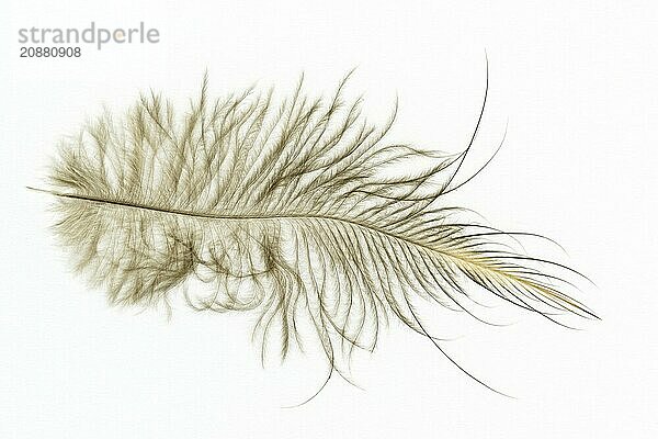 A feather of the North Island brown kiwi  Apteryx mantelli  from New Zealand