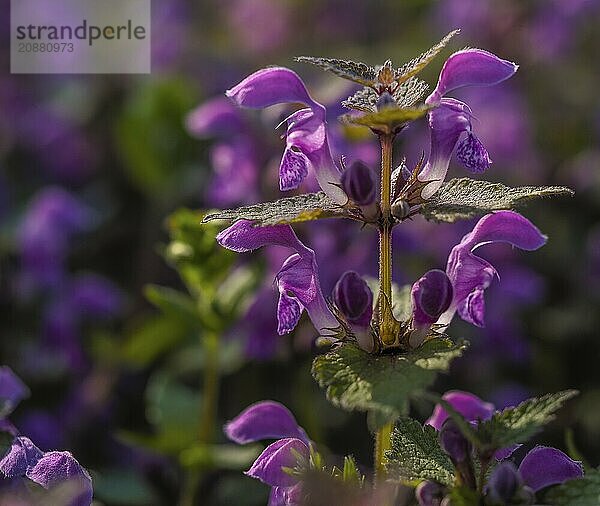 Macro shot of a purple flower with blurred background and beautiful detail Salvia pratensis meadow sage medicinal plant