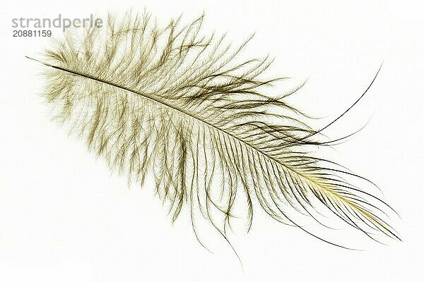 A feather of the North Island brown kiwi  Apteryx mantelli  from New Zealand