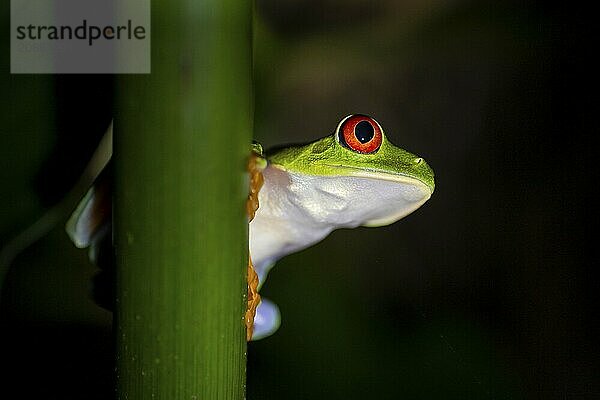 Red-eyed tree frog (Agalychnis callidryas) on a leaf  macro photograph  black background  Tortuguero National Park  Costa Rica  Central America