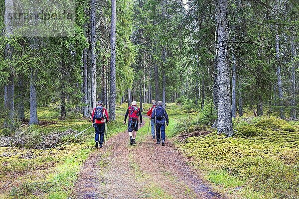 Group of men with active lifestyle that hiking on a winding footpath in a spruce forest