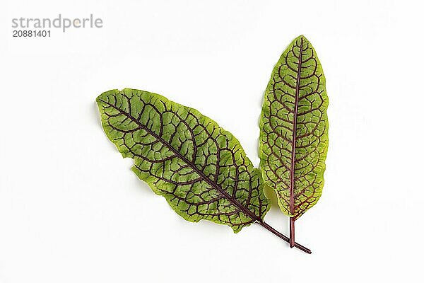 Two leaves of wood dock (Rumex sanguineus) with striking red veins on a white background