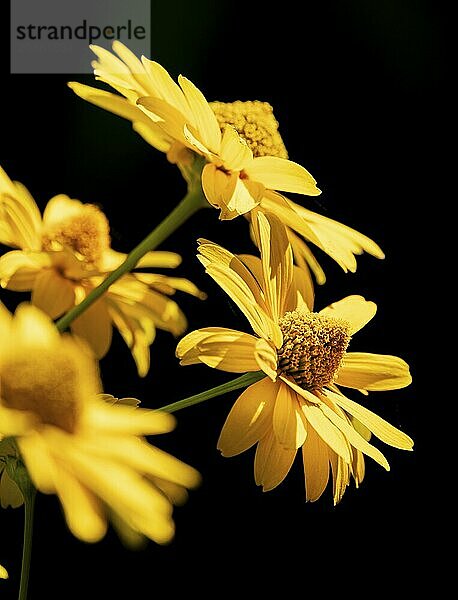 Flowers of the heliopsis in sunlight against a black background  Neunkirchen  Lower Austria  Austria  Europe