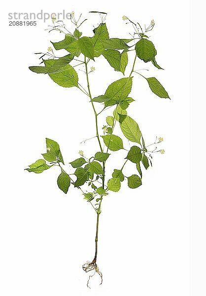 Small-flowered touch-me-not (Impatiens parviflora) on a white background  Bavaria  Germany  Europe