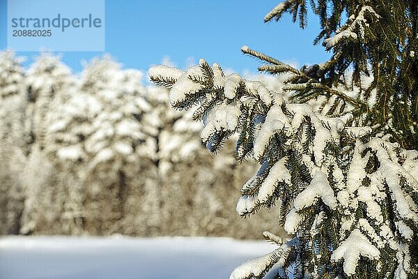 Close-up shot of fir branches covered with snow at winter forest on frosty sunny day  selective focus