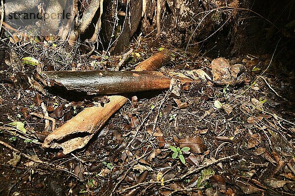 Leg bones of an eastern moa  Emeus crassus  a relatively short-legged  bulky  medium-sized moa  from New Zealand. Now extinct