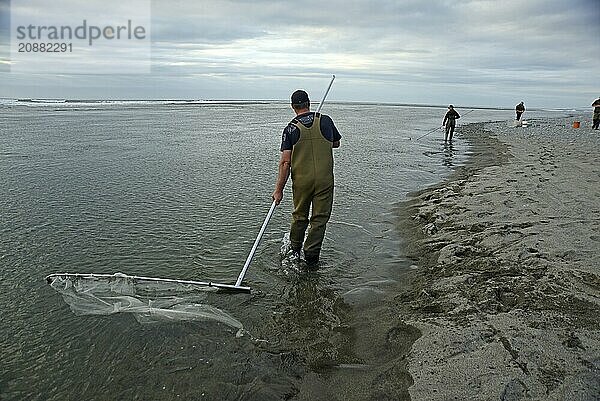 GREYMOUTH  NEW ZEALAND  OCTOBER 24  2019: A man uses a scoop net for catching whitebait at the mouth of the Taramakau River on the West Coast of the South Island