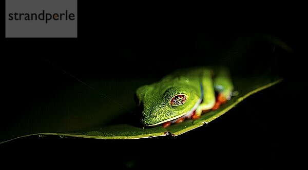 Red-eyed tree frog (Agalychnis callidryas) on a leaf  macro photograph  black background  Tortuguero National Park  Costa Rica  Central America