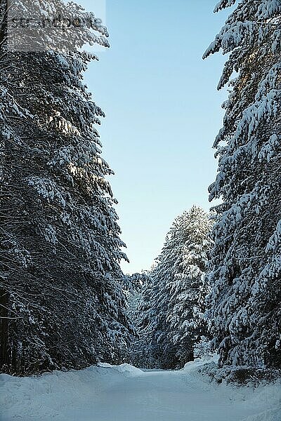 Vertical shot of fantastic winter landscape- mountain road in fir forest covered with snow