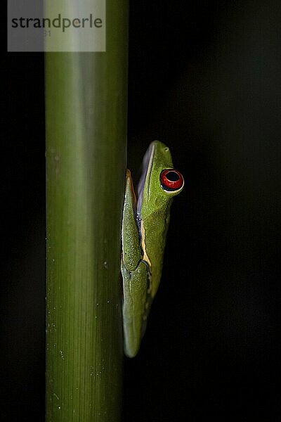 Red-eyed tree frog (Agalychnis callidryas) on a leaf  macro photograph  black background  Tortuguero National Park  Costa Rica  Central America