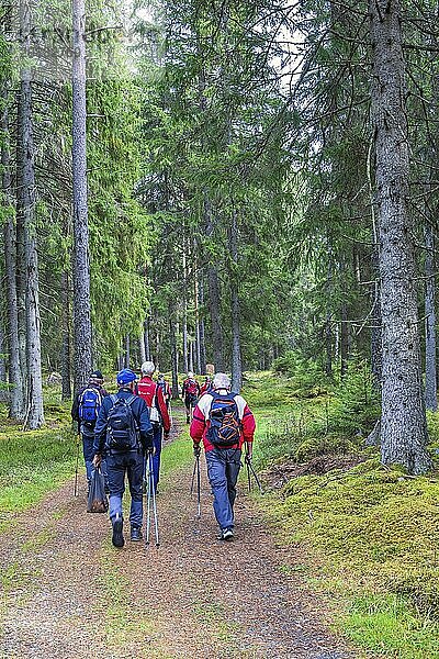 Group of men with a active lifestyle that hiking on a nature path in a spruce forest