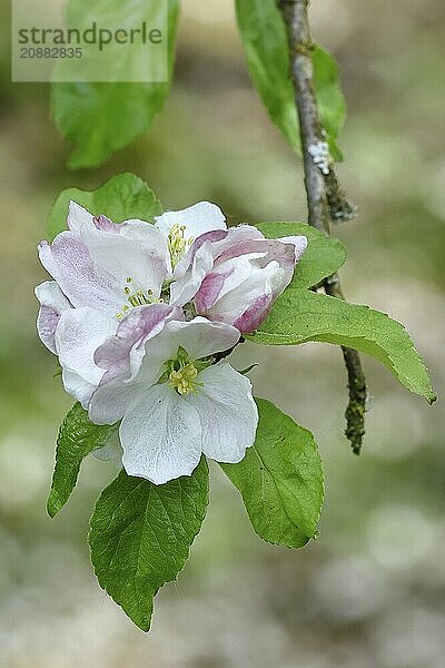 Apple blossoms (Malus)  white blossoms with bokeh in the background  Wilnsdorf  Nordrhein. Westphalia  Germany  Europe