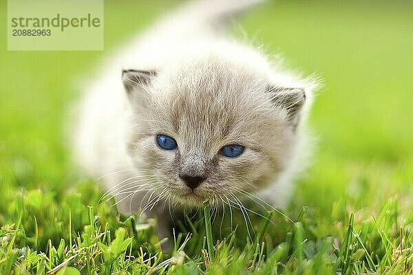 White kitten on a green lawn. Selective focus