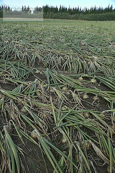 A field of brown onions awaits the harvest on the Canterbury Plains  South Island  New Zealand  Oceania