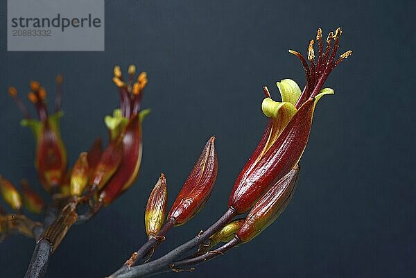 Flowers of New Zealand swamp flax  Phormium tenax  against a grey background