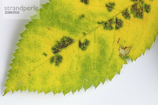 Leaf of the rosa canina (Rosa corymbifera) with rose rust  close-up  white background